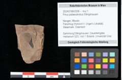 Foto (Objekt + Etikett) von Pinus palaeostrobus Ettingshausen (NHMW-GEO-2024-0188-0208)